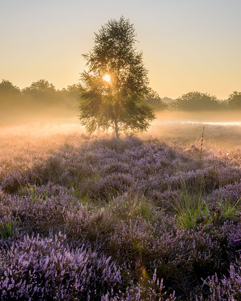 Fine Art Print Gegenlicht F Zwo Acht Fotografie